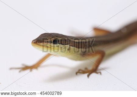 Asian Grass Lizard Takydromus Sexlineatus Isolated On White Background