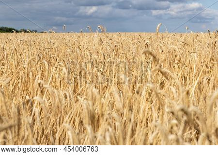 Close-up Texture Pattern View Of Ripe Golden Organic Wheat Stalk Field Landscape On Bright Sunny Sum