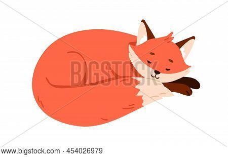 Cute Fox Pup Sleeping, Relaxing. Wild Animal Asleep, Curled Up In Fetal Position. Sweet Sleepy Cub L
