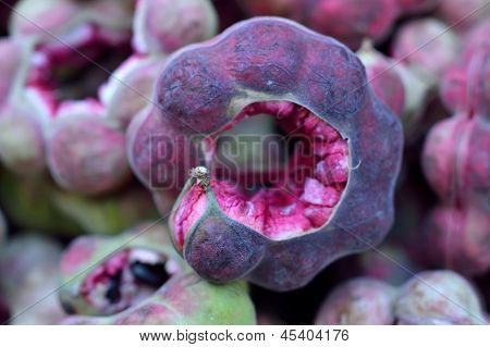 Tamarinde (Tamarindus Indica)