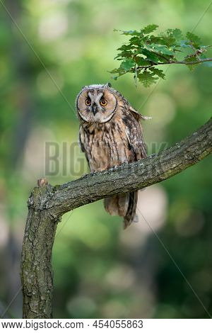 Long-eared Owl Looking To The Camera While Sitting On A Tree Branch. Owl In Natural Habitat. Asio Al