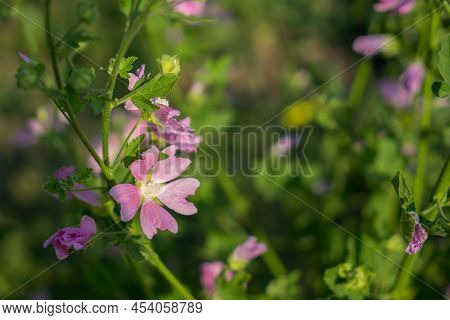 Pink Lavatera Mauritanica Or Malva Grows In The Garden. The Concept Of Growing Decorative Flowers. F