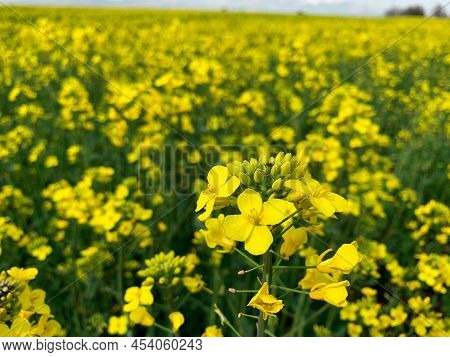 Rapeseed Flowers In The Field, Also Known As Swede, Colza, Coleseed And Rutabaga.