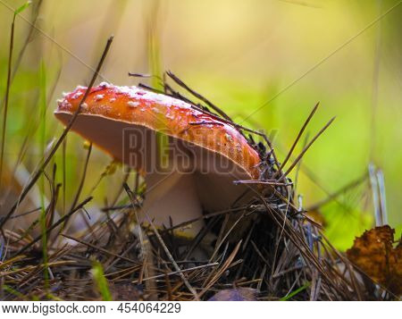 Beautiful Mushroom Grows In The Autumn Forest. Blur Background