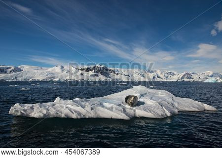 Leopard Seal On The Ice In Antarctica