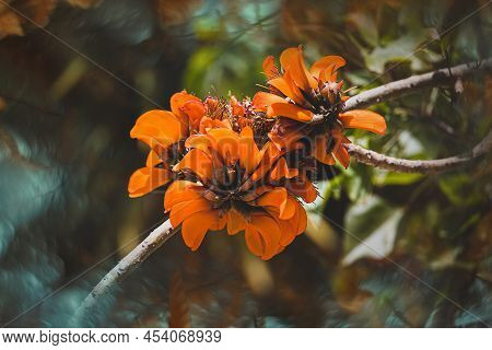 Beautiful Blooming Orange Exotic Tree Flowers Closeup Erythrina Caffra