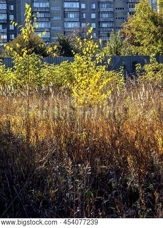 Autumn Leaves On Trees Illuminated By The Sun
