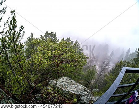 Trees In The Rocks In The Mountains