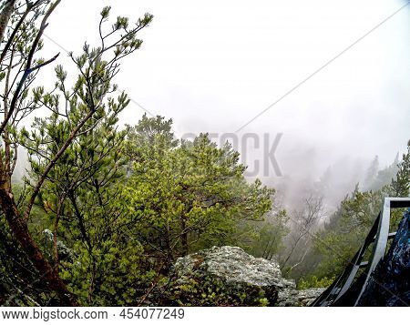 Trees In The Rocks In The Mountains