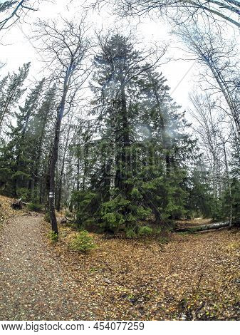 Wet Trees In Rainy And Foggy Weather