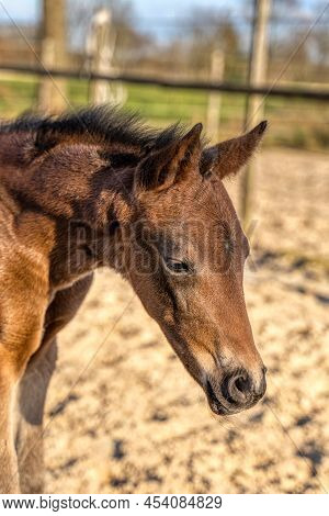 Head Of A Dark Brown Foal. Outside In The Sun. Warmblood, Kwpn Dressage Horse. One Week Old. Wooden 