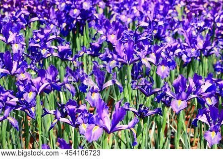 View Of Iris(flag,gladdon,fleur-de-lis) Flowers,many Beautiful Purple With Yellow Flowers Blooming I