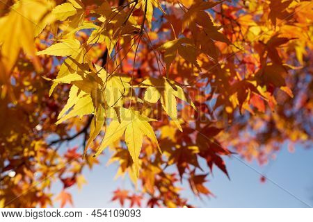 Japanese Maple With Colorful Autumn Color In A Park In Autumn