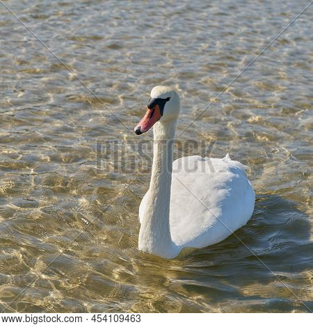 Mute Swan Cygnus Olor On The Beach Of The Baltic Sea Near Kolobrzeg In Poland