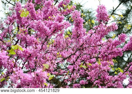 Cercis Siliquastrum Blooming Tree. Pink Flowers Background. Judas Tree Branches In Pink Blossom. Bea
