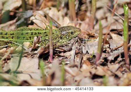 Yeşil kertenkele (lacerta Viridis).