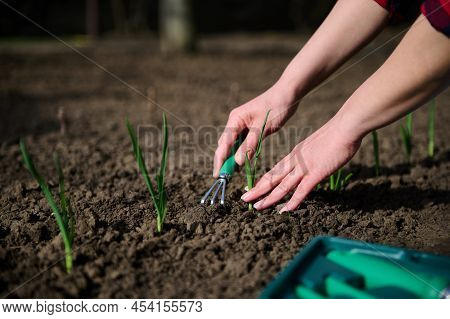 Close-up Of Gardener's Hands Using A Garden Rake Loosening The Ground And Planting Green Onions And 