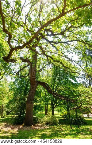 Millenary Oak With More Than Two Thousand Years Of Age In The Campo Del Moro Park In Madrid.