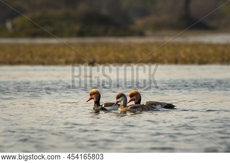 Red Crested Pochard Family Or Flock Floating In Blue Water Of Keoladeo Landscape. Wildlife Scenery F