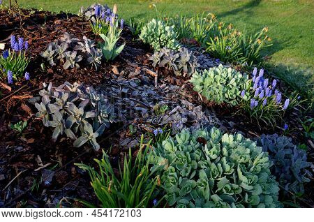 Trees Planted On Small Circular Hills. They Are Planted With Perennials And Mulched Bark. Circle Flo