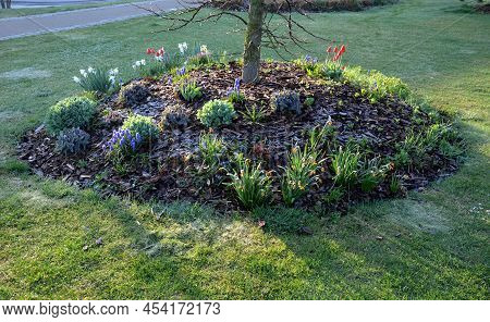 Trees Planted On Small Circular Hills. They Are Planted With Perennials And Mulched Bark. Circle Flo