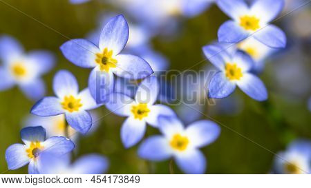 Beautiful Patch Of Bluets Blooming Along The Blue Ridge Parkway
