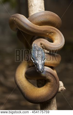 Gold Albertisi Or White Lipped Python Leiopython Albertisi