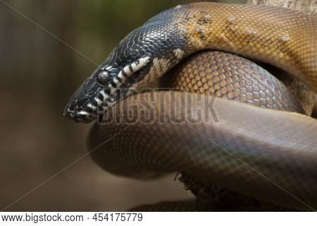 Gold Albertisi Or White Lipped Python Leiopython Albertisi