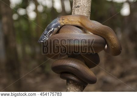 Gold Albertisi Or White Lipped Python Leiopython Albertisi