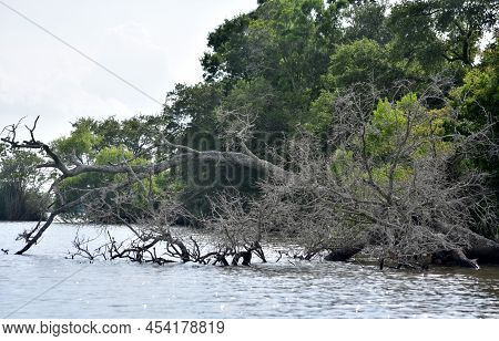 A Fallen Tree In The Shallow Bayou Riverways.