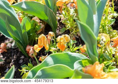 Weesen, Switzerland, April 13, 2022 Colorful Flowers In A Little Park In Spring Time