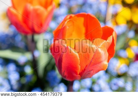 Weesen, Switzerland, April 13, 2022 Blossom Of Red Tulips In A Little Park In Spring Time