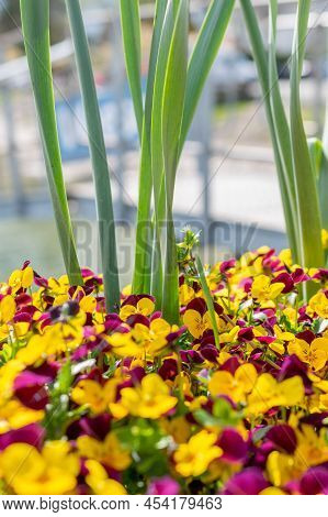 Weesen, Switzerland, April 13, 2022 Different Colorful Flowers Are Growing In A Little Park In Sprin