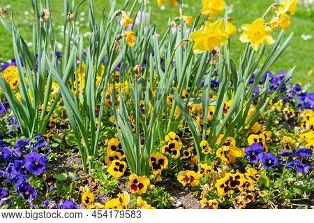Weesen, Switzerland, April 13, 2022 Flower Scenery In A Little Park In Spring Time