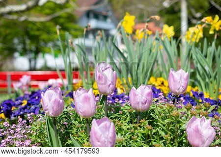 Weesen, Switzerland, April 13, 2022 Tulip And Narcissus Flowers Are Growing In A Little Park In Spri