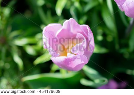 Weesen, Switzerland, April 13, 2022 Blossoms Of Lila Tulip Flowers Are Growing In A Little Park In S