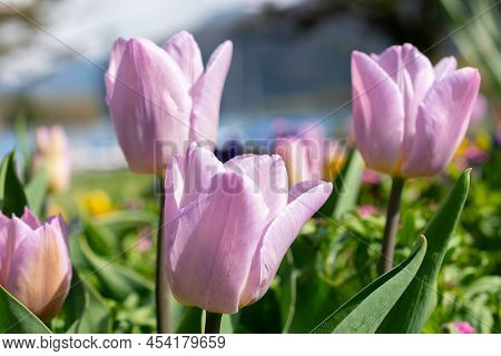 Weesen, Switzerland, April 13, 2022 Handsome Lila Tulip Flower Blossoms Are Growing In A Little Park