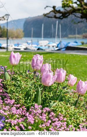 Weesen, Switzerland, April 13, 2022 Handsome Lila Tulip Flower Blossoms Are Growing In A Little Park