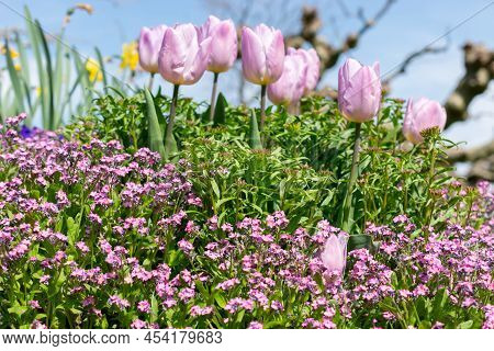 Weesen, Switzerland, April 13, 2022 Handsome Lila Tulip Flower Blossoms Are Growing In A Little Park