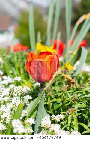 Weesen, Switzerland, April 13, 2022 Beautiful Red Tulip Is Growing In A Colorful Little Park In Spri