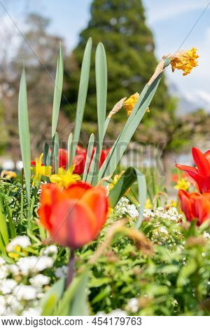 Weesen, Switzerland, April 13, 2022 Colorful Fresh Flowers Are Growing In A Little Park In Spring Ti