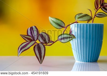 Triple, Tradescantia L. A Flower With Variegated Leaves