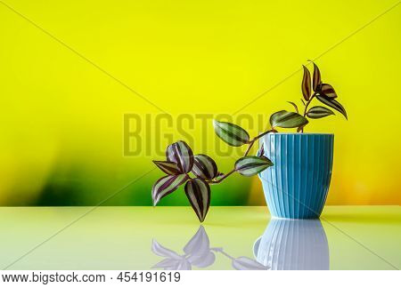 Triple, Tradescantia L. A Flower With Variegated Leaves