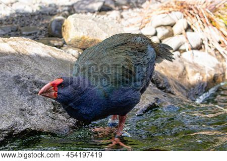 New Zealand Takahe Drinking In A Stream