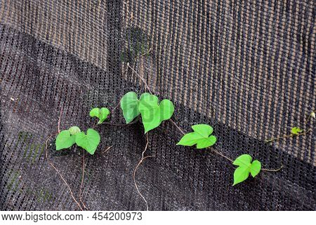 Ivyleaf Morningglory - Ipomoea Hederacea, Parasitic Green Leaves Plant