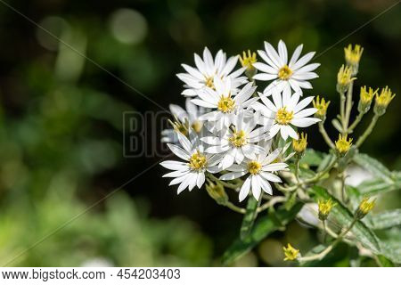 Close Up Of Flowers On A Snow Daisy (olearia Lirata) Bush