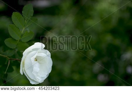 White Roseship Flower On A Dark Green Background. Copy Space