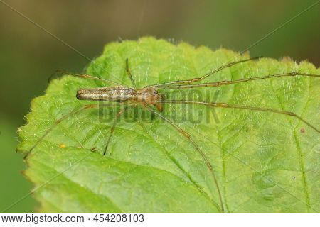 Closeup On A Long-jaw Orb Weaver Spider Tetragnatha With Its Typical Long Streched Legs , Sitting On
