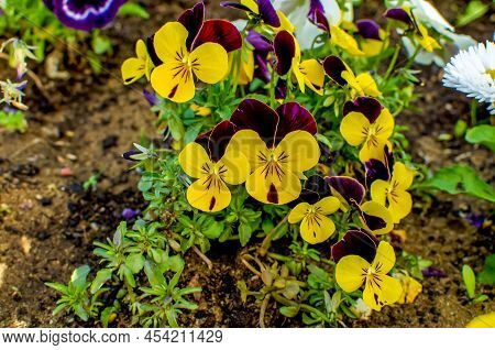 Viola Wittrockiana Gams, Colorful Pansies