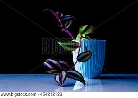 Ternary, Tradescantia L., Colorful Leaves In A Blue Cup On A Soft Blurred Background, Graft Of A You